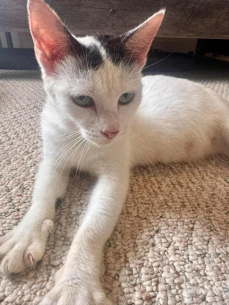 An adult medium-sized female Black & White / Tuxedo Domestic Short Hair cat named Edith for adoption in Salisbury, NC