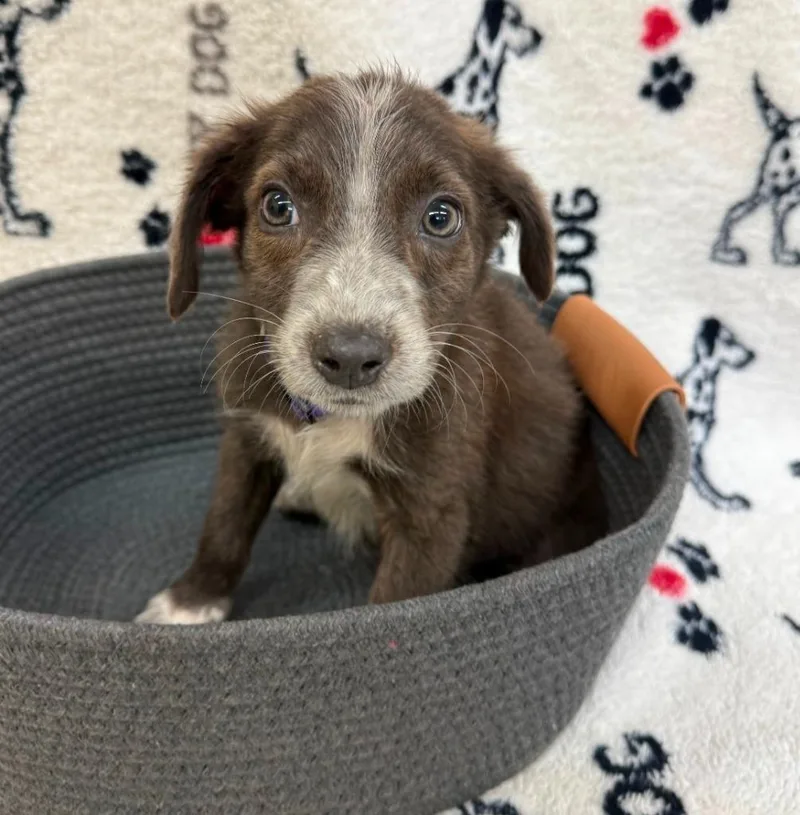 A baby small-sized female Jack Russell Terrier dog named Enid Purple collar for adoption in Syracuse, IN