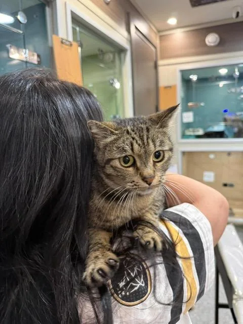 A young medium-sized female Tabby (Brown / Chocolate) Domestic Short Hair cat named Diva the Cutest for adoption in Somerset, NJ