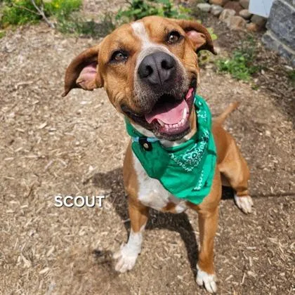 An adult large-sized male Mixed Breed dog named Sir Scout for adoption in Sevierville, TN
