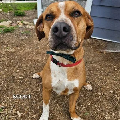 Sir Scout thumbnail 2