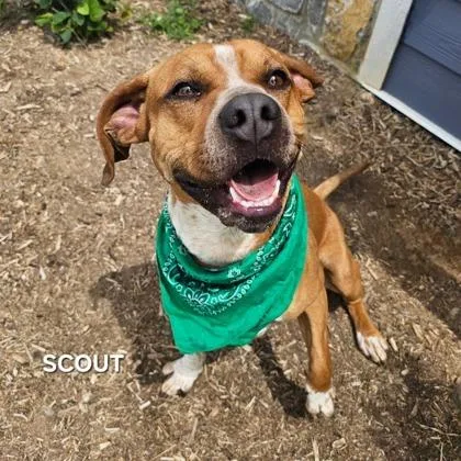 Sir Scout thumbnail 3