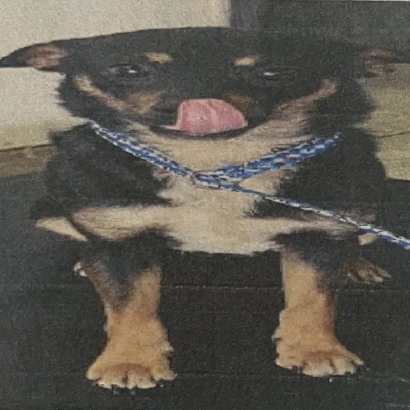 An adult small-sized male Black Mixed Breed dog named Devito for adoption in Pensacola, FL