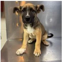 A baby medium-sized male Mixed Breed dog named D for adoption in West Chester, PA