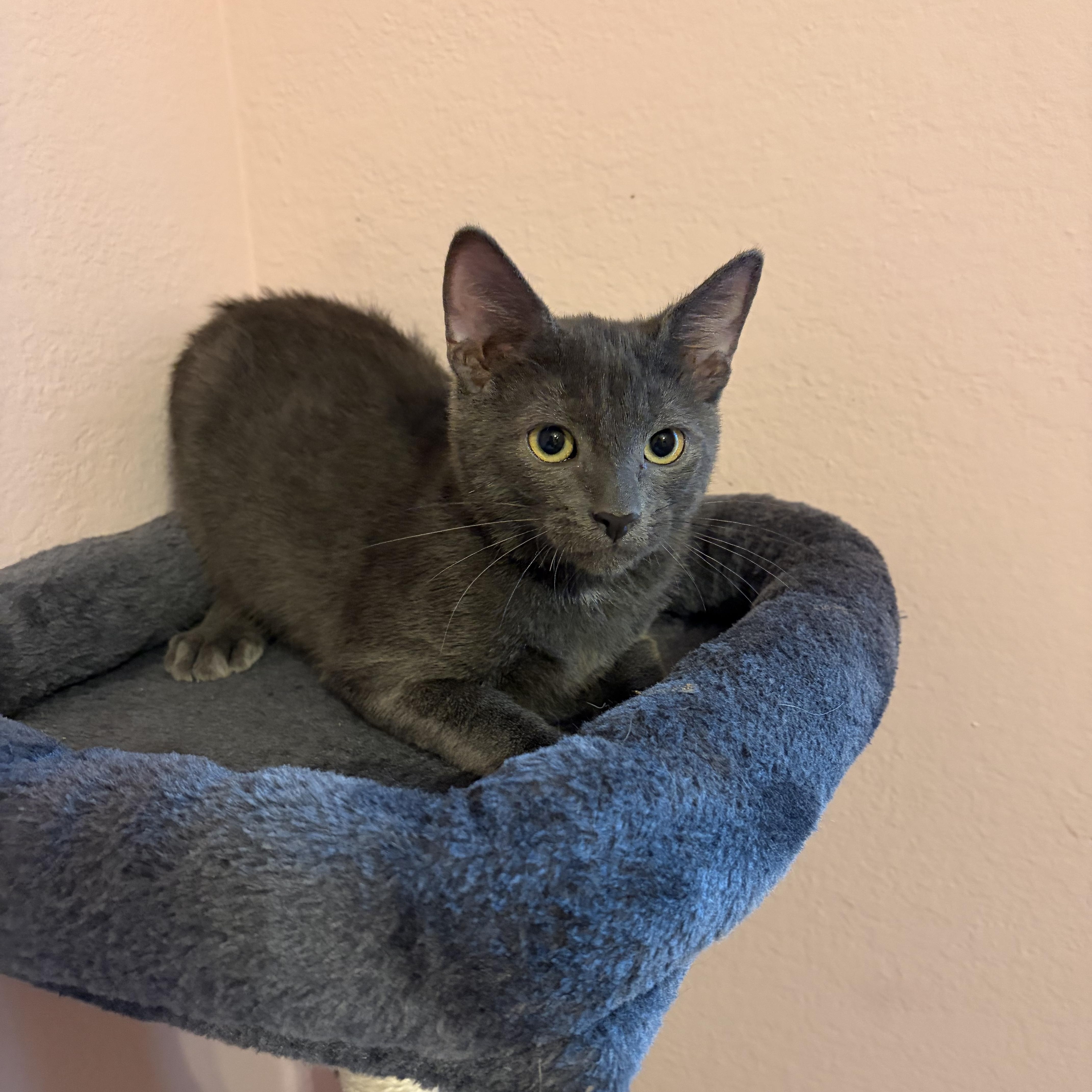 A baby medium-sized male Domestic Short Hair cat named Fuzz Lightyear for adoption in Wilmington, NC