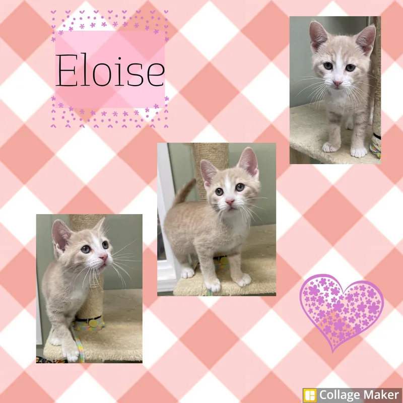 A young medium-sized female Domestic Short Hair cat named Eloise for adoption in Clearfield, PA