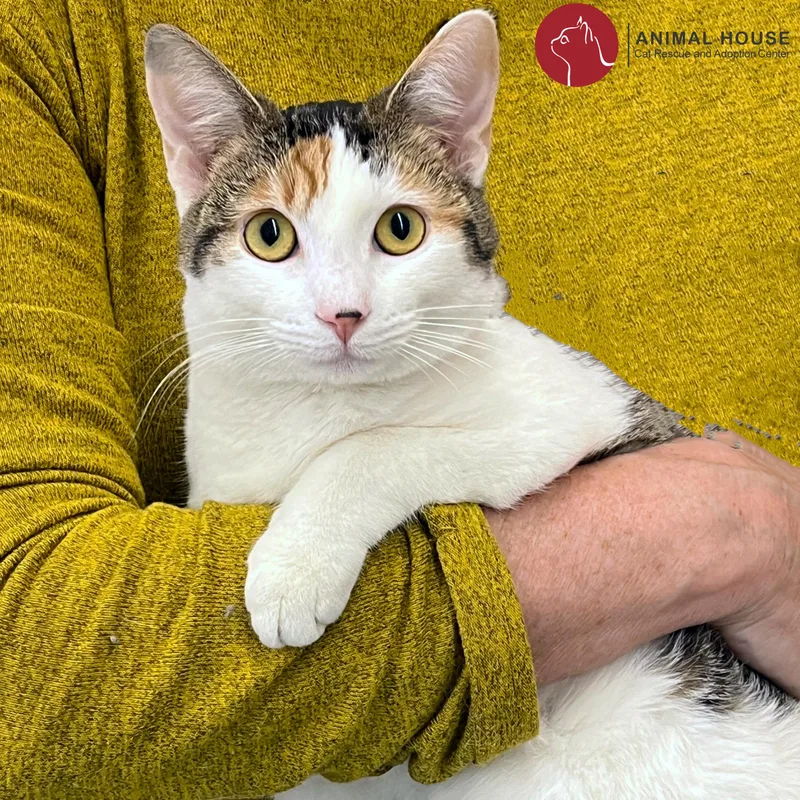 An adult medium-sized female Calico Domestic Short Hair cat named Alysa Liu for adoption in St. Louis, MO