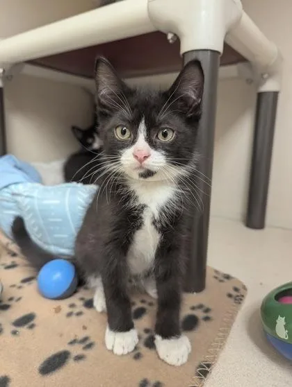A baby small-sized male Domestic Short Hair cat named Ankylosaurus I AM AT for adoption in East Brookfield, MA