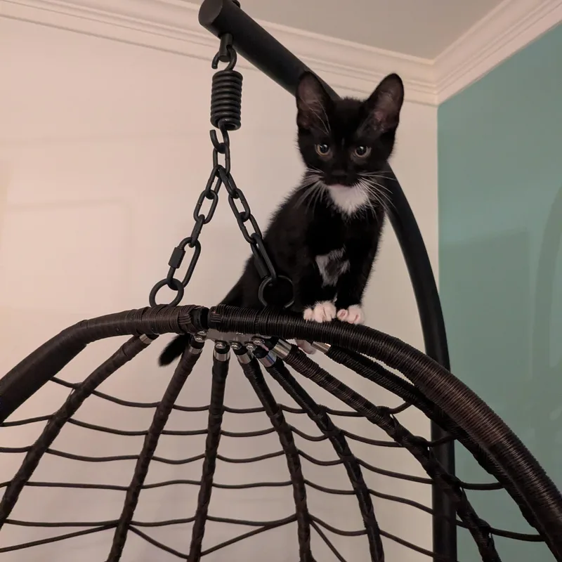 A baby medium-sized male Black & White / Tuxedo Domestic Short Hair cat named Vans for adoption in Richmond, VA