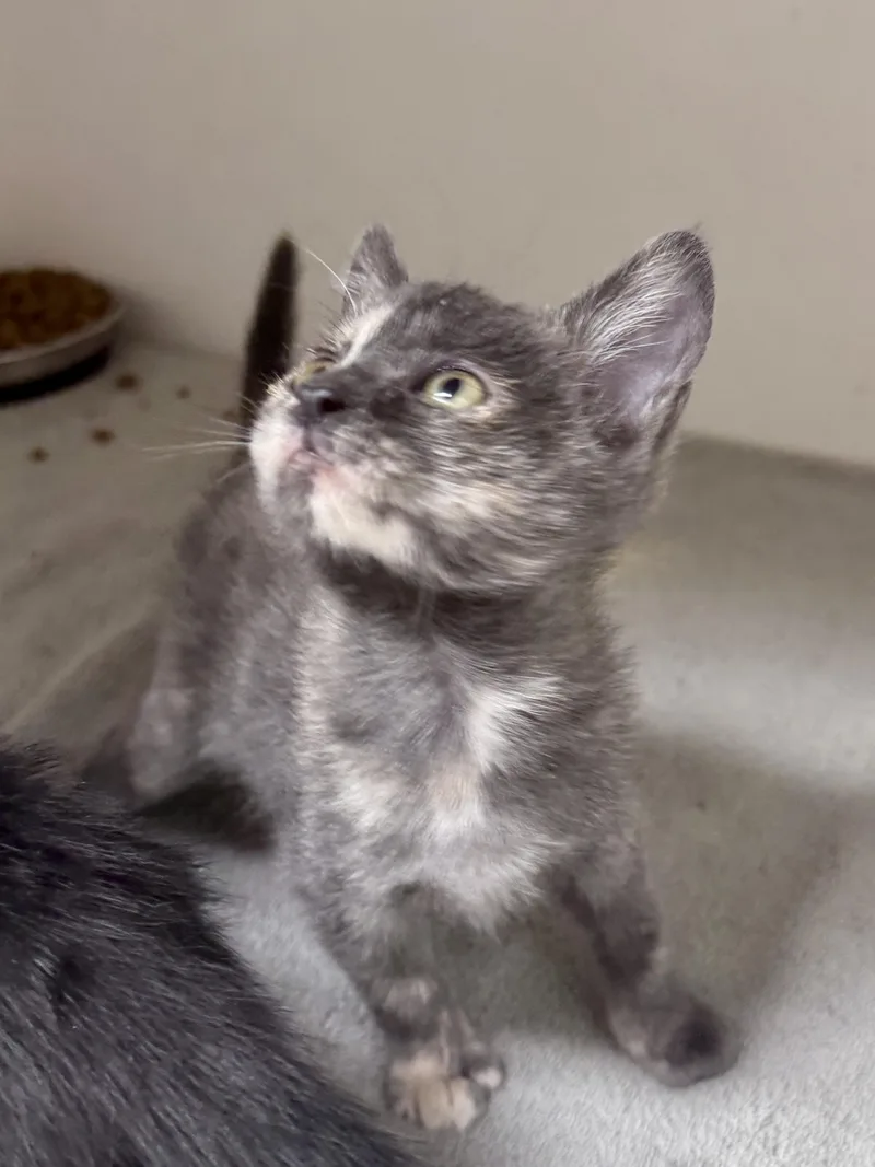 A baby medium-sized female Tortoiseshell Dilute Tortoiseshell cat named Reina for adoption in Gainesville, FL