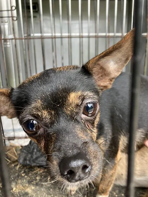 An adult small-sized female Mixed Breed dog named Bella for adoption in Dallas, TX