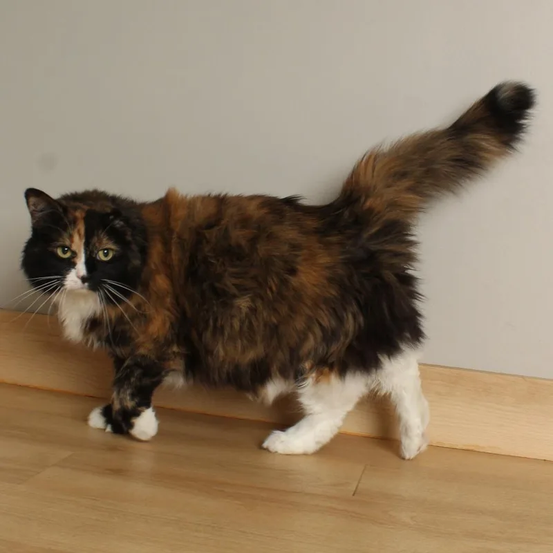 An adult large-sized female Calico Domestic Medium Hair cat named Queen Velveeta C for adoption in Minnetonka, MN