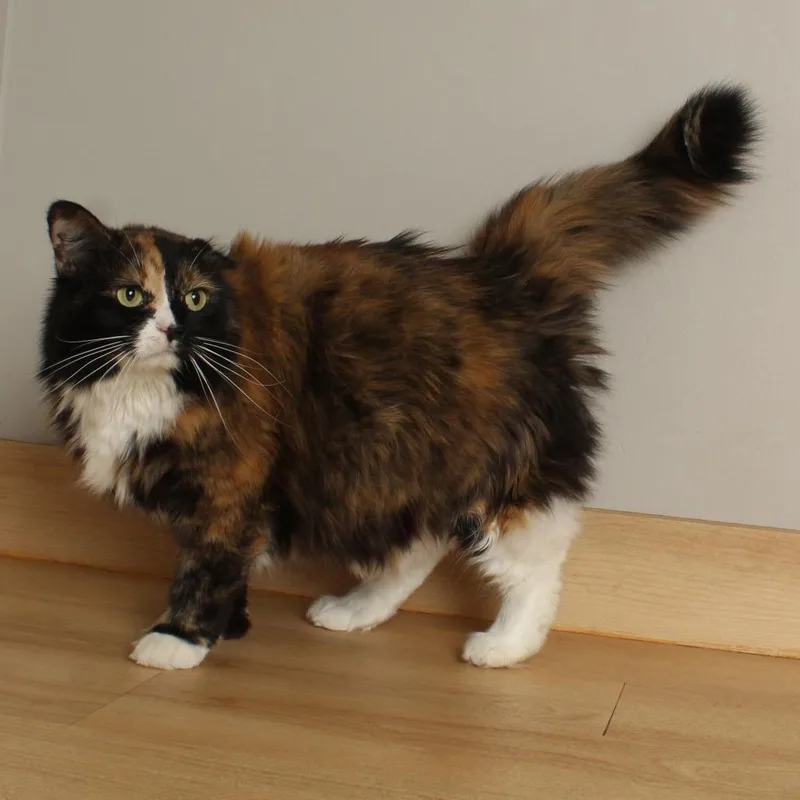 Queen Velveeta C thumbnail 2