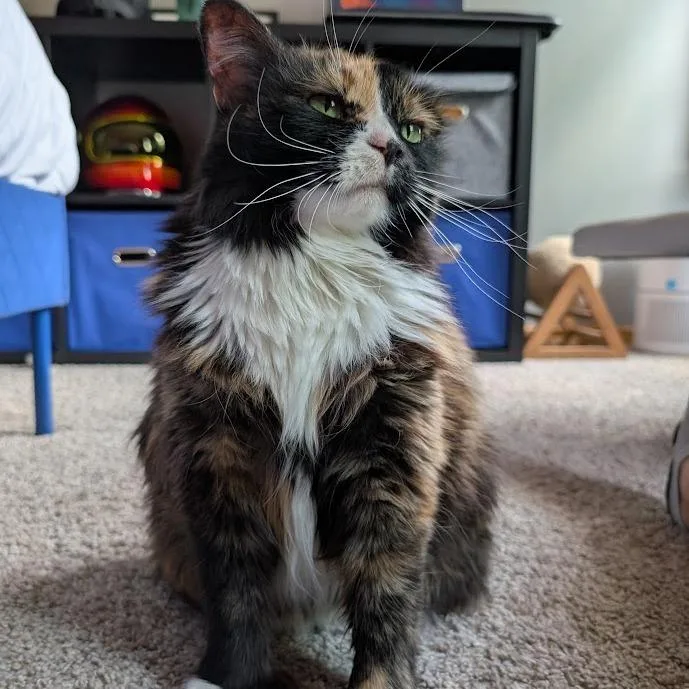 Queen Velveeta C thumbnail 3