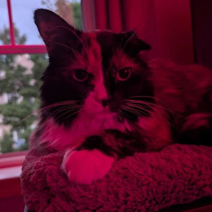 Queen Velveeta C thumbnail 4