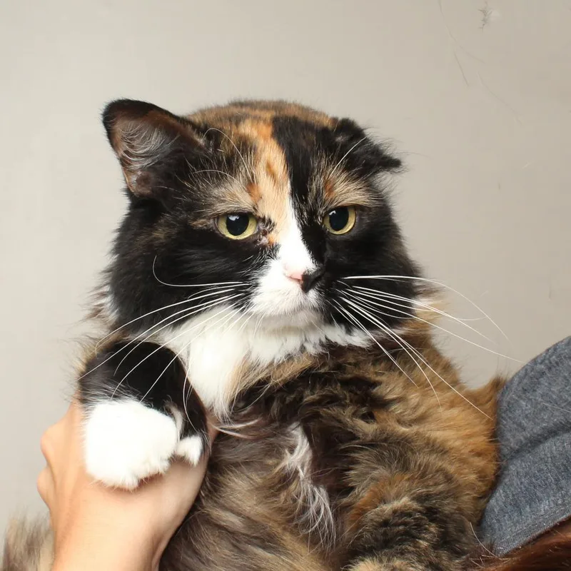 Queen Velveeta C thumbnail 5