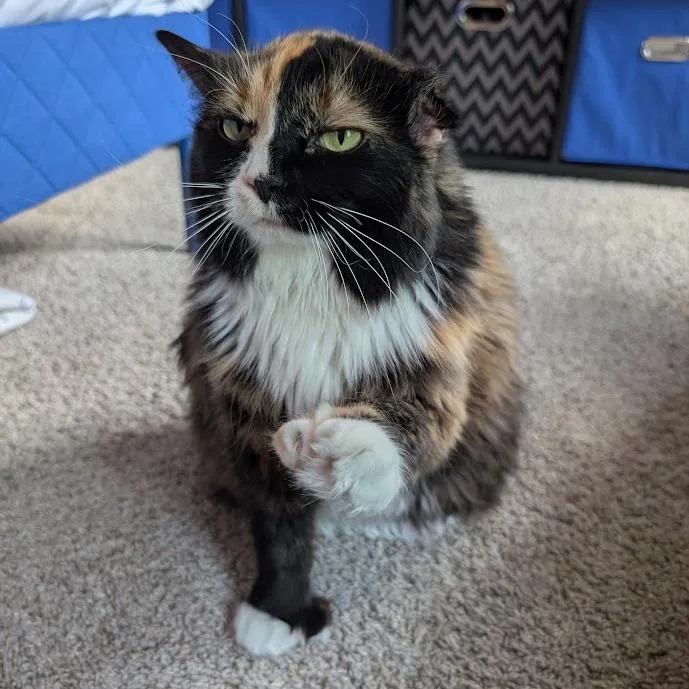 Queen Velveeta C thumbnail 6