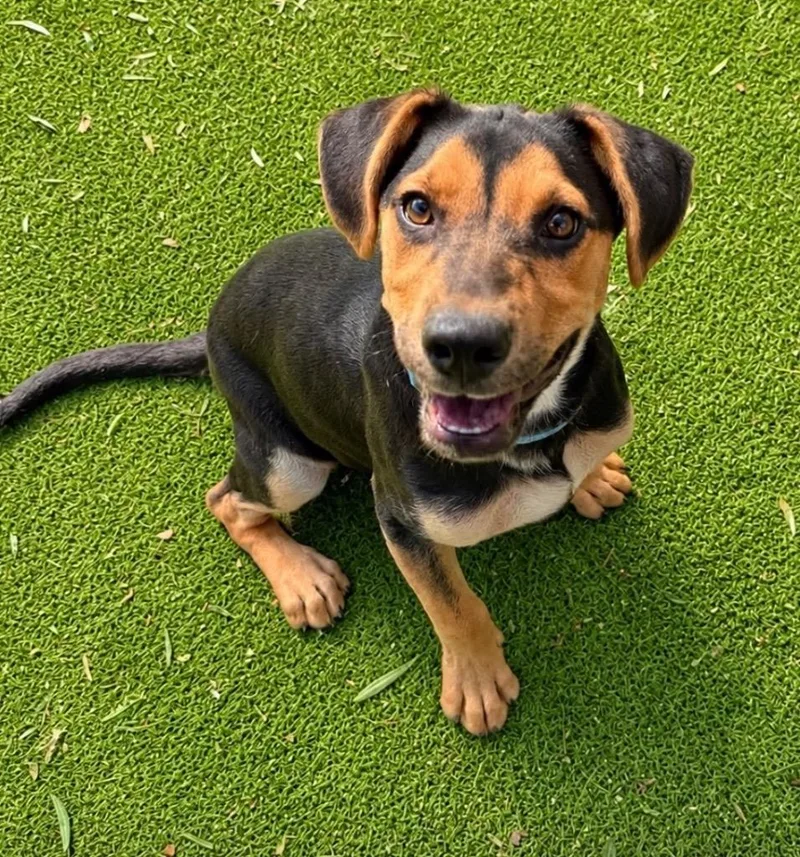 A baby medium-sized female Dachshund dog named Cornice for adoption in San Diego, CA
