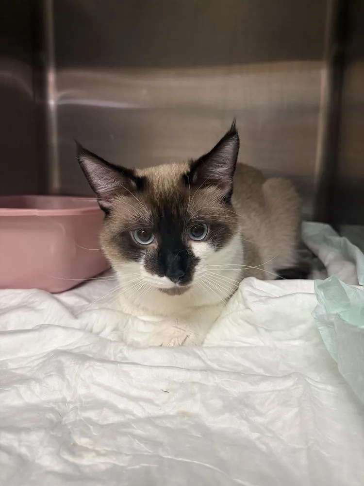 An adult medium-sized male Siamese cat named Jasper for adoption in Crystal Springs, MS