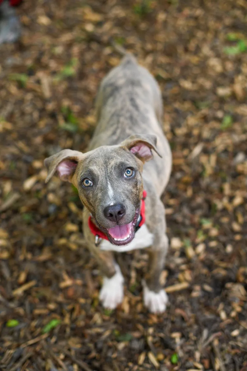 A baby medium-sized female Brindle Mixed Breed dog named Kato for adoption in BONIFAY, FL