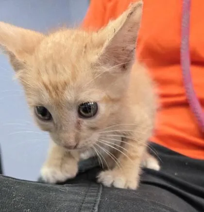 A baby small-sized male Domestic Short Hair cat named Pimento for adoption in Gainesville, FL