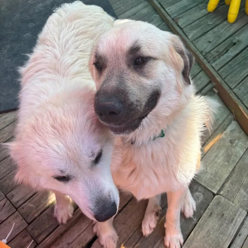 Juniper & Timber Woods thumbnail 3