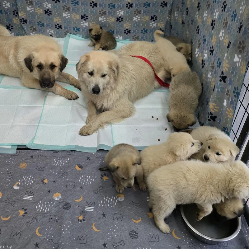 Juniper & Timber Woods thumbnail 4