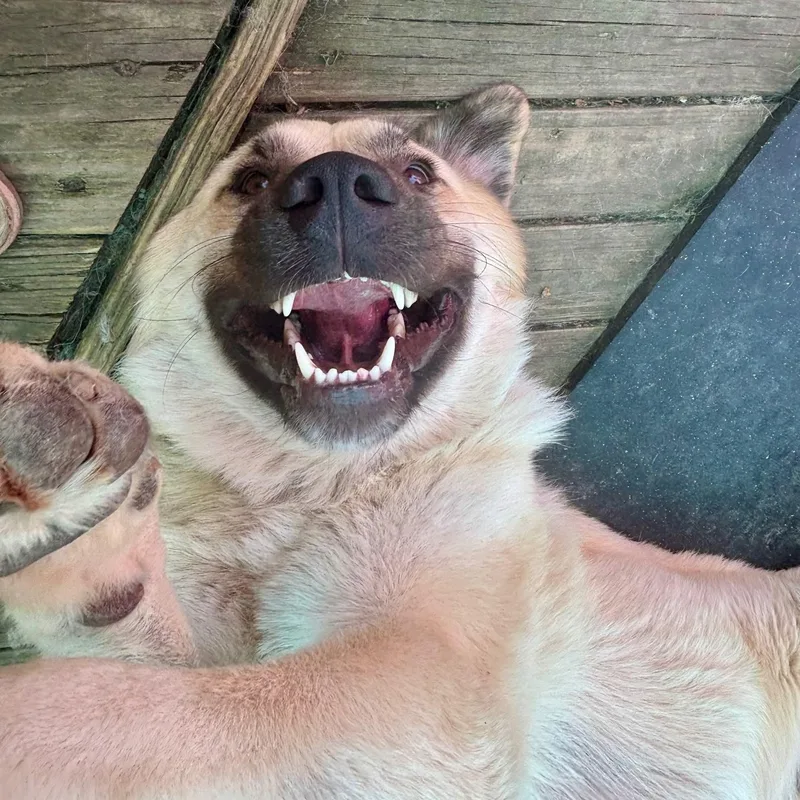 Juniper & Timber Woods thumbnail 5