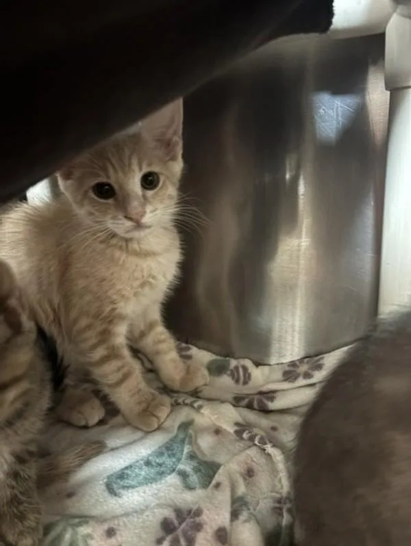 A baby small-sized male Domestic Short Hair cat named Ari for adoption in Santa Rosa, CA