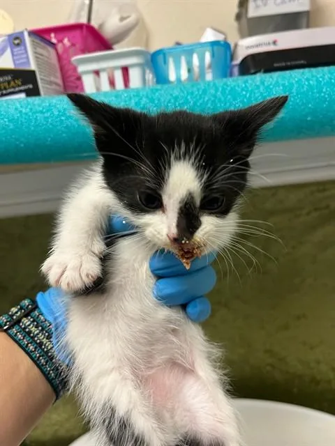 A baby small-sized male Domestic Short Hair cat named Minx for adoption in Riverside, CA