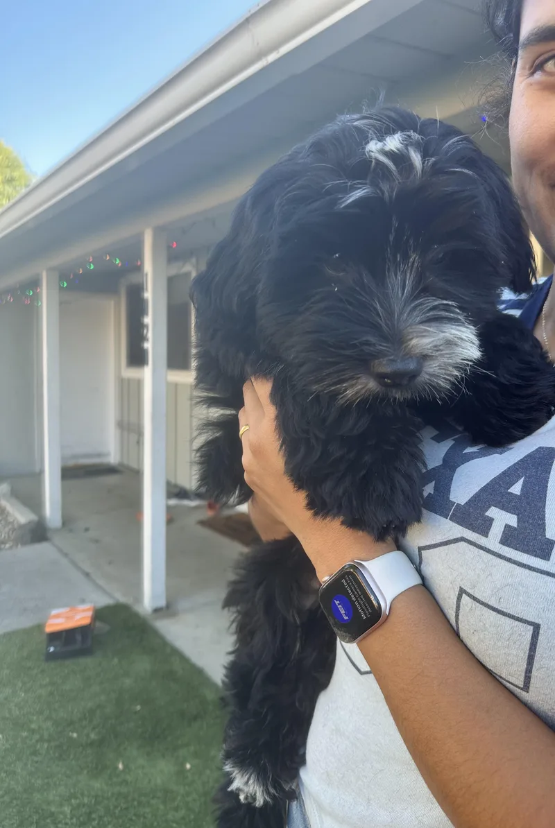 A baby small-sized female Black Shih Tzu dog named Samantha for adoption in Lafayette, CA