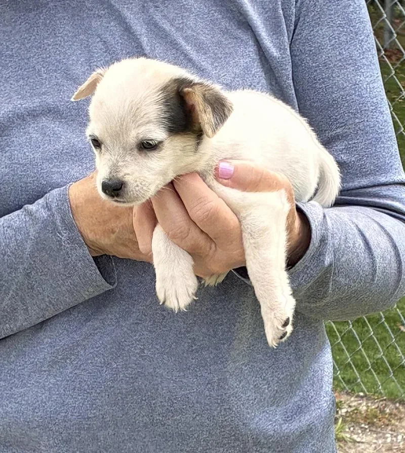 A baby small-sized female White / Cream Mixed Breed dog named Clover for adoption in Ruskin, FL