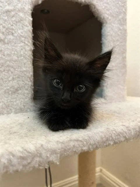 A baby small-sized male Domestic Short Hair cat named Malcolm Todd for adoption in Camarillo, CA
