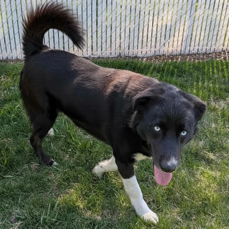 An adult large-sized male White / Cream Border Collie dog named Elliot for adoption in Amery, WI
