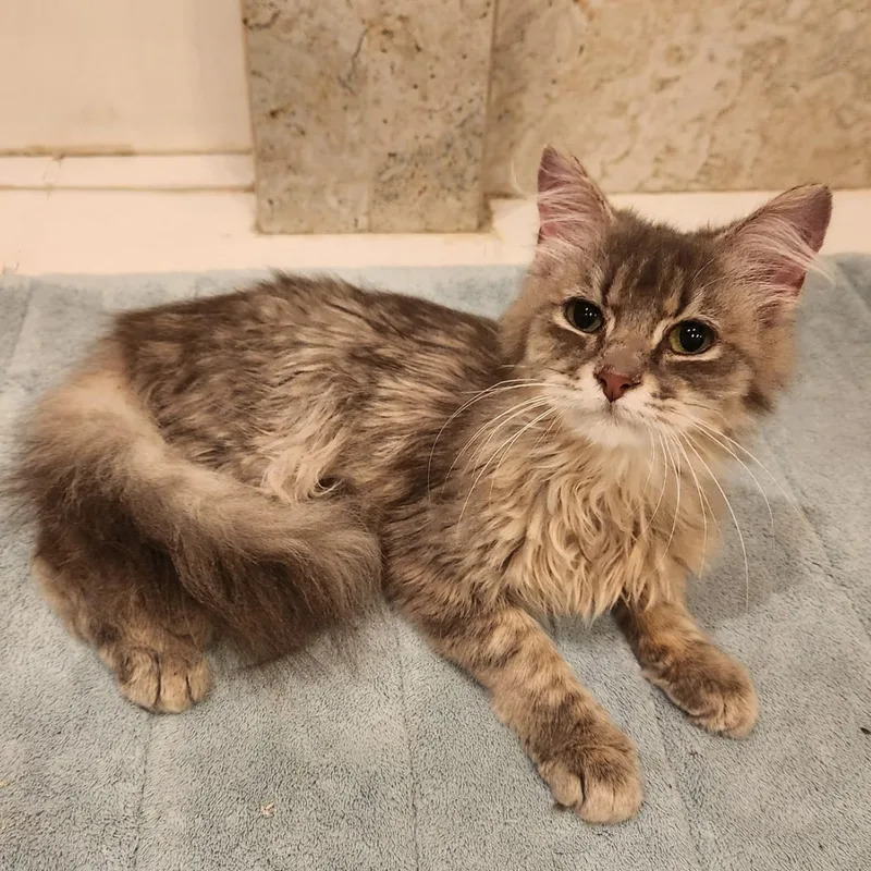 Chewie