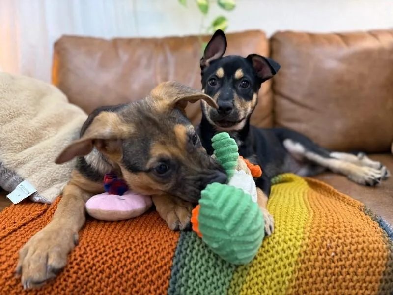 A baby medium-sized female Black Shepherd dog named Bumblebee Honey Paws for adoption in Friendswood, TX