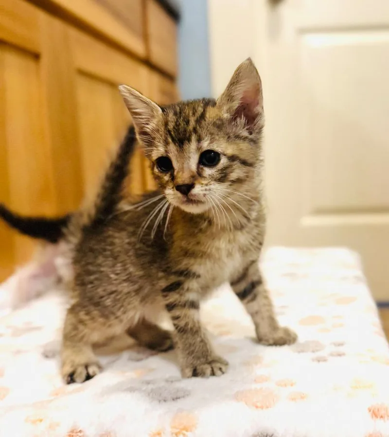 A baby small-sized female Domestic Short Hair cat named Lizzie for adoption in Claremore, OK
