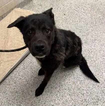 An adult large-sized male Black Mixed Breed dog named Lennon for adoption in Kansas City, MO