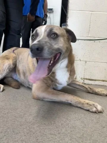 An adult large-sized male Labrador Retriever dog named Blue for adoption in San Bernardino, CA