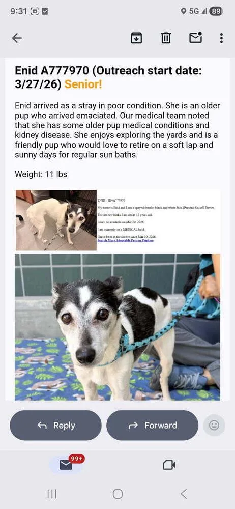 A young medium-sized male Rat Terrier dog named Enid for adoption in Columbia, TN