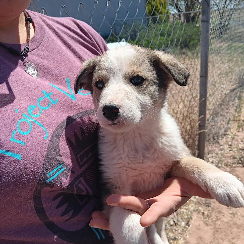 A baby medium-sized female Apricot / Beige Australian Shepherd dog named Amelia for adoption in Scottsdale, AZ