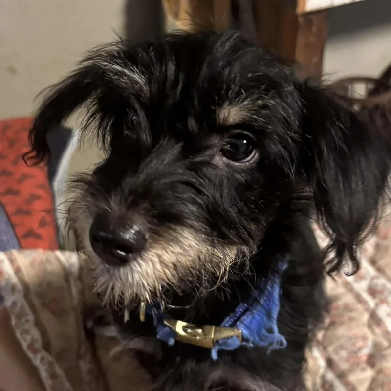 A baby small-sized male Dachshund dog named Billy for adoption in Verona, NJ
