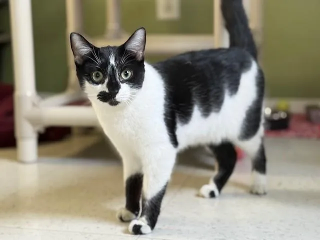 An adult small-sized female Black & White / Tuxedo Domestic Short Hair cat named Gale for adoption in Grosse Ile, MI
