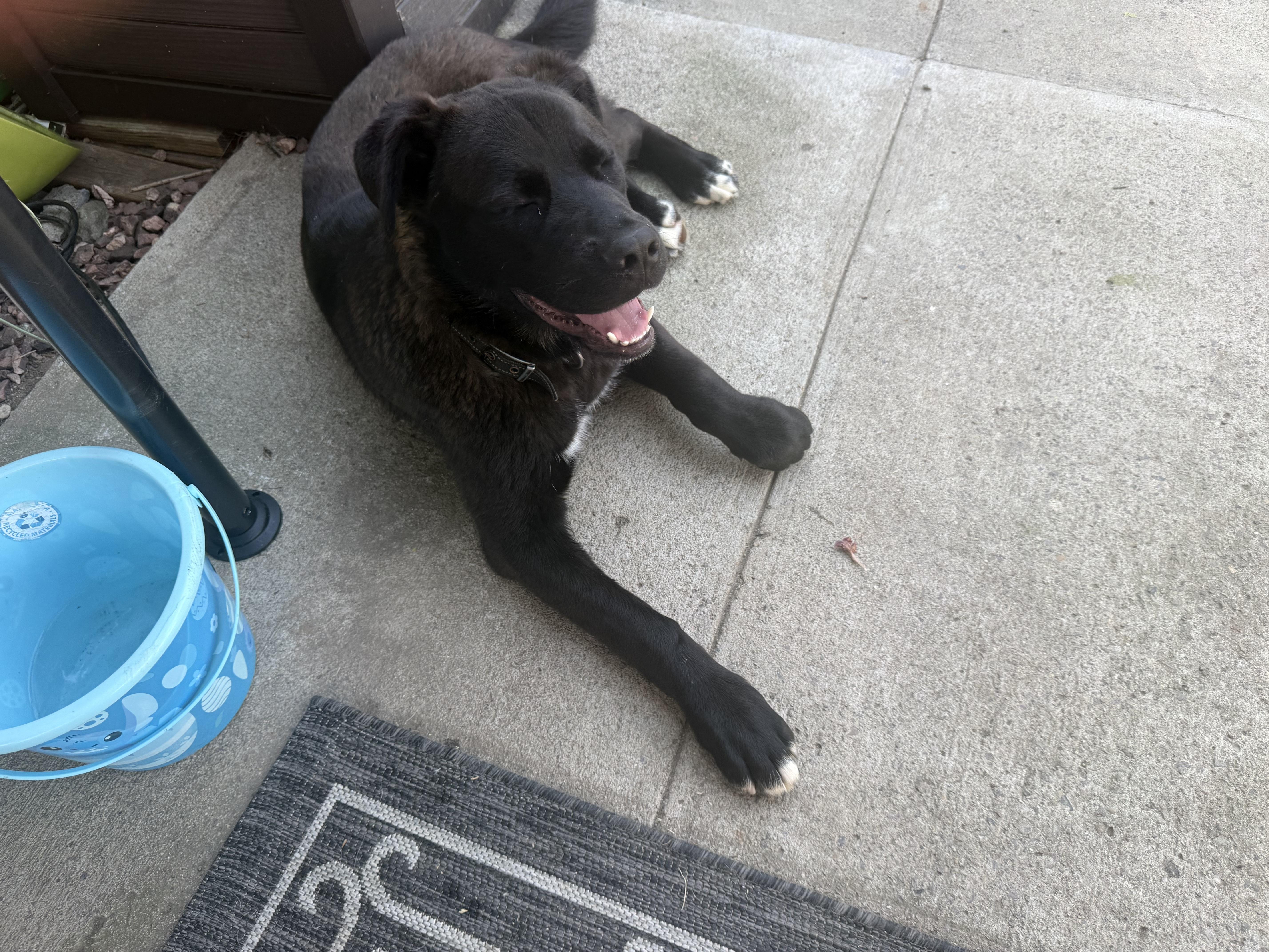 Bear