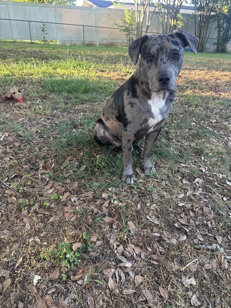 A young medium-sized male Terrier dog named Bauer for adoption in Greenville, SC