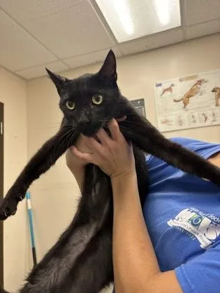 An adult medium-sized male Domestic Short Hair cat named Navi for adoption in Palm Coast, FL
