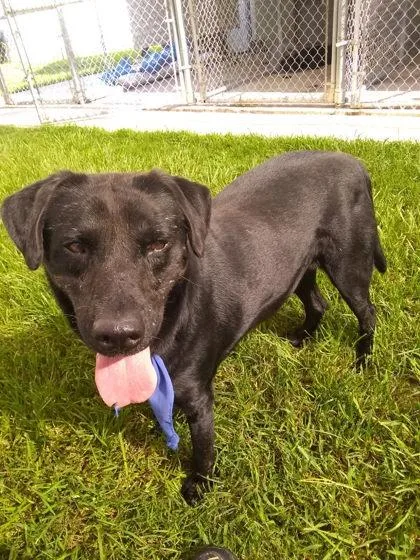An adult large-sized male Mixed Breed dog named BBKing for adoption in Covington, LA