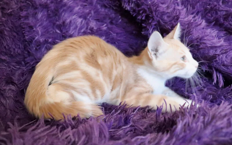 Callahan thumbnail 2