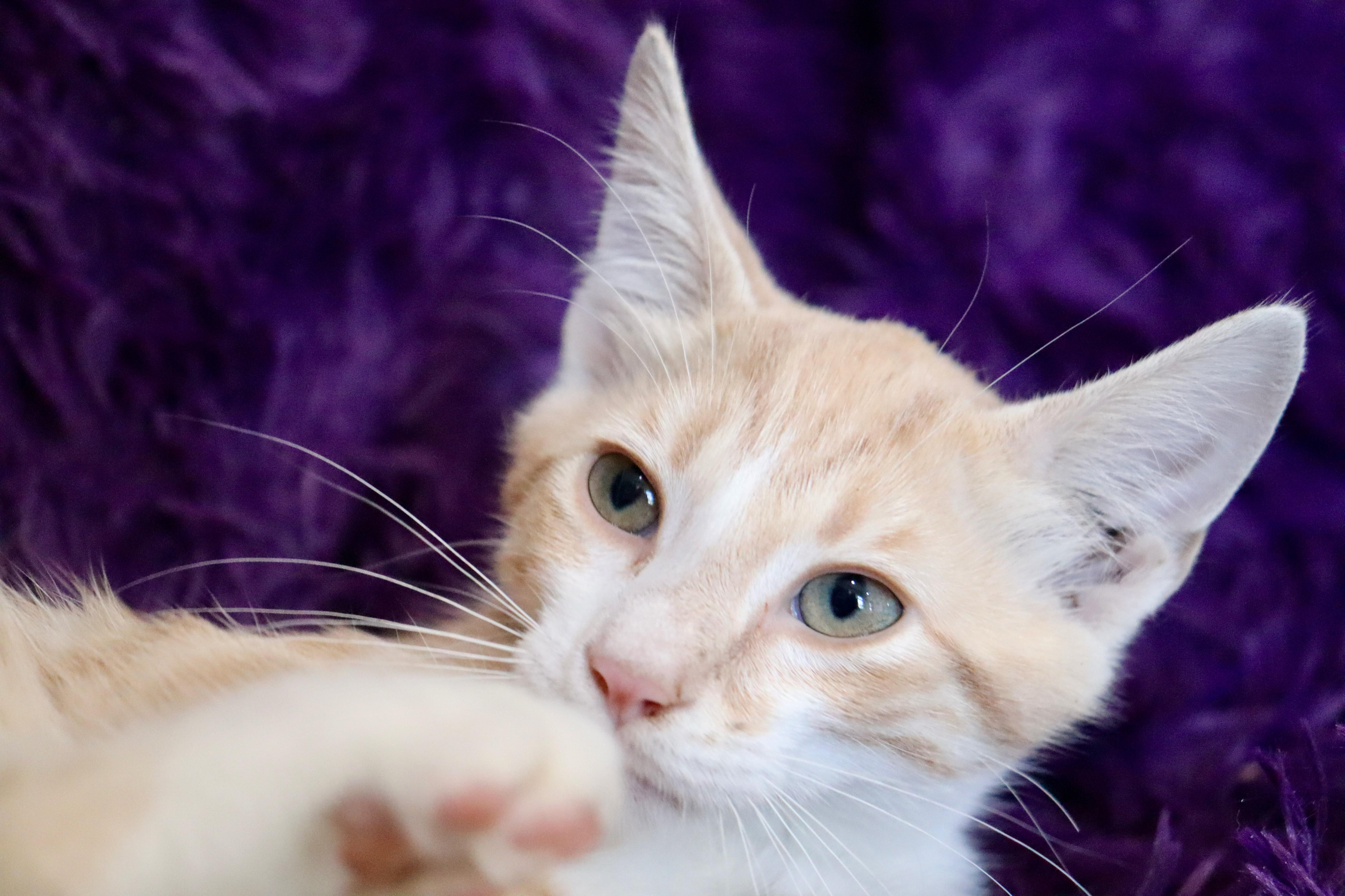 Callahan thumbnail 3