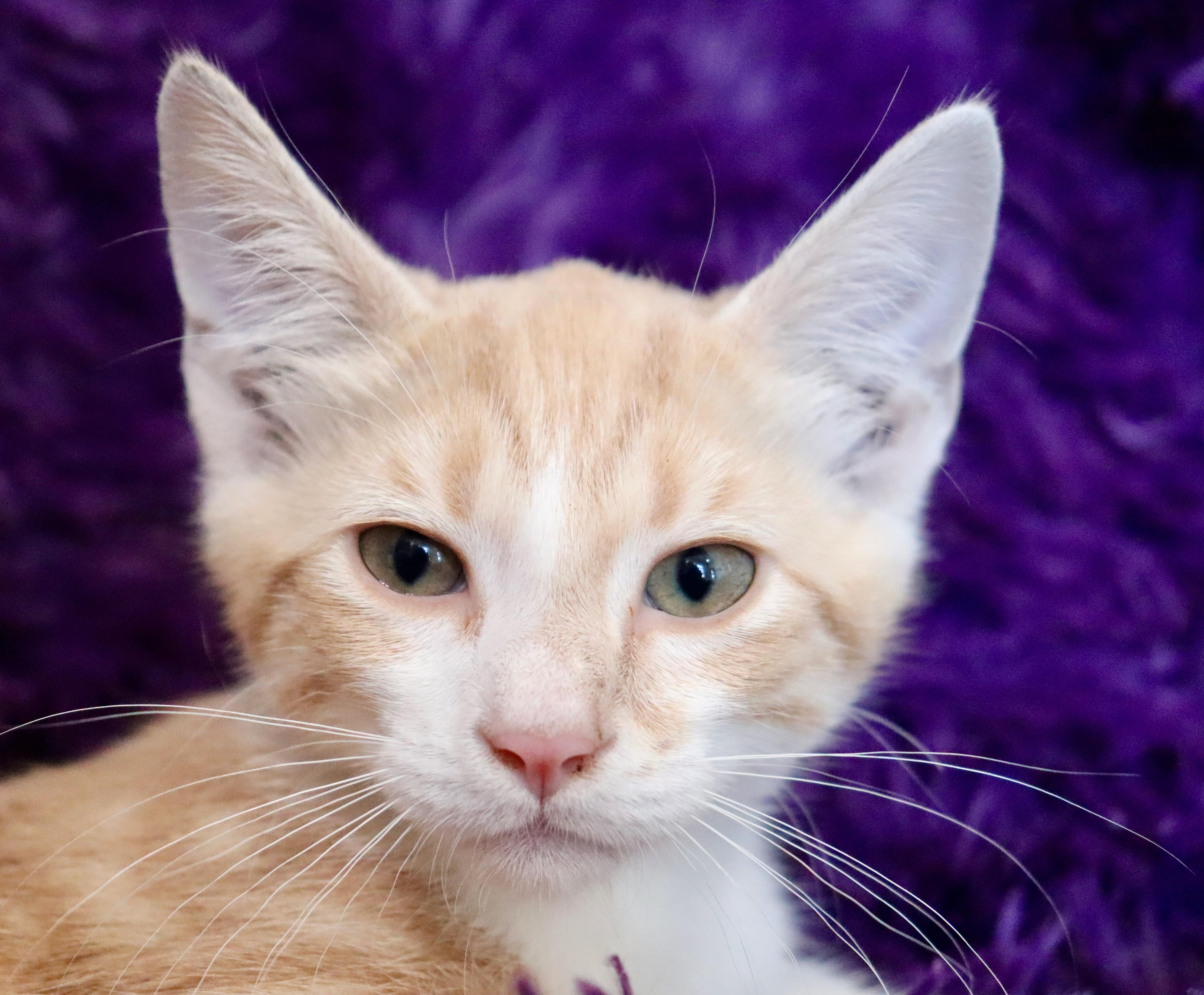 Callahan thumbnail 4